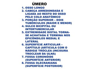 ÚMERO
1. OSSO LONGO
2. CABEÇA ARREDONDADA E
LIGADA AO RESTO DO OSSO
PELO COLO ANATÔMICO
3. PORÇÃO SUPERIOR – DOIS
TUBÉRCULOS (MAIOR E MENOR)
4. SULCO BICIPITAL OU
INTERTUBERCULAR
5. EXTREMIDADE DISTAL TORNA-
SE ACHATADA E TERMINA NOS
EPICÔNDILOS MEDIAL E
LATERAL
6. SUPERFÍCIE ARTICULAR –
CAPÍTULO (ARTICULA COM O
RÁDIO)E TRÓCLEA (INCISURA
TROCLEAR DA ULNA)
7. FOSSA CORONÓIDE
(SUPERFÍCIE ANTERIOR)
8. FOSSA OLECRANIANA
(SUPERFÍCIE POSTERIOR)
 