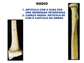 RÁDIO
1. ARTICULA COM A ULNA POR
UMA MEMBRANA INTERÓSSEA
2. CABEÇA RADIAL ARTICULA-SE
COM O CAPÍTULO DO ÚMERO
 