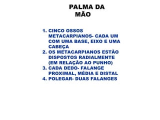 PALMA DA
MÃO
1. CINCO OSSOS
METACARPIANOS- CADA UM
COM UMA BASE, EIXO E UMA
CABEÇA
2. OS METACARPIANOS ESTÃO
DISPOSTOS RADIALMENTE
(EM RELAÇÃO AO PUNHO)
3. CADA DEDO- FALANGE
PROXIMAL, MÉDIA E DISTAL
4. POLEGAR- DUAS FALANGES
 