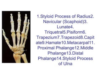 1.Styloid Process of Radius2.
Navicular (Scaphoid)3.
Lunate4.
Triquetral5.Pisiform6.
Trapezium7.Trapezoid8.Capit
ate9.Hamate10.Metacarpal11.
Proximal Phalange12.Middle
Phalange13.Distal
Phalange14.Styloid Process
of Ulna
 