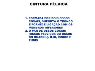 CINTURA PÉLVICA
1. FORMADA POR DOIS OSSOS
COXAIS, SUPORTA O TRONCO
E FORNECE LIGAÇÃO COM OS
MEMBROS INFERIORES
2. O PAR DE OSSOS COXAIS
(OSSOS PÉLVICOS OU OSSOS
DO QUADRIL)- ÍLIO, ÍSQUIO E
PÚBIS
 