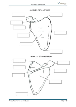 Esqueleto apendicular
Autor: Prof. Me. Leandro Nobeschi Página 15
ESCÁPULA – VISTA ANTERIOR
ESCÁPULA – VISTA POSTERIOR
 