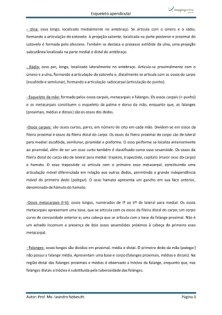 Esqueleto apendicular
Autor: Prof. Me. Leandro Nobeschi Página 3
- Ulna: osso longo, localizado medialmente no antebraço. Se articula com o úmero e o rádio,
formando a articulação do cotovelo. A projeção saliente, localizada na parte posterior e proximal do
cotovelo é formada pelo olecrano. Também se destaca o processo estilóide da ulna, uma projeção
subcutânea localizada na parte medial e distal do antebraço.
- Rádio: osso par, longo, localizado lateralmente no antebraço. Articula-se proximalmente com o
úmero e a ulna, formando a articulação do cotovelo e, distalmente se articula com os ossos do carpo
(escafóide e semilunar), formando a articulação radiocarpal (articulação do punho).
- Esqueleto da mão: formado pelos ossos carpais, metacarpais e falanges. Os ossos carpais (= punho)
e os metacarpais constituem o esqueleto da palma e dorso da mão, enquanto que, as falanges
(proximais, médias e distais) são os ossos dos dedos.
-Ossos carpais: são ossos curtos, pares, em número de oito em cada mão. Dividem-se em ossos da
fileira proximal e ossos da fileira distal do carpo. Os ossos da fileira proximal do carpo são de lateral
para medial: escafóide, semilunar, piramidal e pisiforme. O osso pisiforme se localiza anteriormente
ao piramidal, além de ser um osso curto também é classificado como osso sesamóide. Os ossos da
fileira distal do carpo são de lateral para medial: trapézio, trapezóide, capitato (maior osso do carpo)
e hamato. O osso trapezóide se articula com o primeiro osso metacarpal, constituindo uma
articulação móvel diferenciada em relação aos outros dedos, permitindo a grande independência
móvel do primeiro dedo (polegar). O osso hamato apresenta um gancho em sua face anterior,
denominado de hámulo do hamato.
-Ossos metacarpais (I-V): ossos longos, numerados de Iº ao Vº de lateral para medial. Os ossos
metacarpais apresentam uma base, que se articula com os ossos da fileira distal do carpo; um corpo
curvo de concavidade anterior e; uma cabeça que se articula com a base da falange proximal. Não é
um achado incomum a presença de dois ossos sesamóides próximos à cabeça do primeiro osso
metacarpal.
- Falanges: ossos longos são dividias em proximal, média e distal. O primeiro dedo da mão (polegar)
não possui a falange média. Apresentam uma base e corpo (falanges proximais, médias e distais). Na
região distal das falanges proximais e médias é observado a tróclea da falange, enquanto que, nas
falanges distais a tróclea é substituída pela tuberosidade das falanges.
 