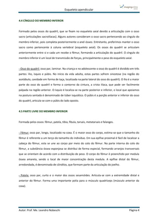 Esqueleto apendicular
Autor: Prof. Me. Leandro Nobeschi Página 4
4.4 CÍNGULO DO MEMBRO INFERIOR
Formado pelos ossos do quadril, que se fixam no esqueleto axial devido a articulação com o osso
sacro (articulações sacroilíacas). Alguns autores consideram o osso sacro pertencendo ao cíngulo do
membro inferior, pois completa posteriormente o anel ósseo. Entretanto, preferimos manter o osso
sacro como pertencente à coluna vertebral (esqueleto axial). Os ossos do quadril se articulam
anteriormente entre si e cada um recebe o fêmur, formando a articulação do quadril. O cíngulo do
membro inferior é um local de transmissão de forças, principalmente o peso do esqueleto axial.
- Osso do quadril: osso par, laminar. Na criança e no adolescente o osso do quadril é dividido em três
partes: ílio, ísquio e púbis. No início da vida adulta, estas partes sofrem sinostose (na região do
acetábulo, cavidade em forma de taça, localizada na parte lateral do osso do quadril). O ílio é a maior
parte do osso do quadril e forma o contorno da cintura, a crista ilíaca, que pode ser facilmente
palpada na região anterior. O ísquio é localiza-se na parte posterior e inferior, o local que apoiamos
na postura sentada é denominado de túber isquiático. O púbis é a porção anterior e inferior do osso
do quadril, articula-se com o púbis do lado oposto.
4.5 PARTE LIVRE DO MEMBRO INFERIOR
Formada pelos ossos: fêmur, patela, tíbia, fíbula, tarsais, metatarsais e falanges.
- Fêmur: osso par, longo, localizado na coxa. É o maior osso do corpo, estima-se que o tamanho do
fêmur é referente a um terço do tamanho do indivíduo. Em sua epífise proximal é fácil de localizar a
cabeça do fêmur, esta se une ao corpo por meio do colo do fêmur. Na parte interna do colo do
fêmur, a substância óssea esponjosa se distribui de forma especial, formando arranjos transversais
que se orientam de acordo com a distribuição de peso. O corpo do fêmur é preenchido por medula
óssea amarela, sendo o local de maior concentração desta medula. A epífise distal do fêmur,
arredondada, é denominada de côndilos, que formam parte da articulação do joelho.
- Patela: osso par, curto e o maior dos ossos sesamóides. Articula-se com a extremidade distal e
anterior do fêmur. Forma uma importante polia para o músculo quadríceps (músculo anterior da
coxa).
 