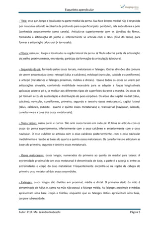 Esqueleto apendicular
Autor: Prof. Me. Leandro Nobeschi Página 5
- Tíbia: osso par, longo e localizado na parte medial da perna. Sua face ântero-medial não é revestida
por músculos estando recoberta de profundo para superficial pelo: periósteo, tela subcutânea e pele
(conhecida popularmente como canela). Articula-se superiormente com os côndilos do fêmur,
formando a articulação do joelho e, inferiormente se articula com o tálus (osso do tarso), para
formar a articulação talocrural (= tornozelo).
- Fíbula: osso par, longo e localizado na região lateral da perna. A fíbula não faz parte da articulação
do joelho proximalmente, entretanto, participa da formação da articulação talocrural.
- Esqueleto do pé: formado pelos ossos tarsais, metatarsais e falanges. Outras divisões são comuns
de serem encontradas como: retropé (tálus e calcâneo), médiopé (navicular, cubóide e cuneiformes)
e antepé (metatarsos e falanges proximais, médias e distais). Quase todos os ossos se unem por
articulações sinoviais, conferindo mobilidade necessária para se adaptar a forças longitudinais
aplicadas sobre o pé e, se moldar aos diferentes tipos de superfícies durante a marcha. Os ossos do
pé formam arcos de sustentação e distribuição do peso corpóreo. Os arcos são: sagital medial (tálus,
calcâneo, navicular, cuneiformes, primeiro, segundo e terceiro ossos metatarsais), sagital lateral
(tálus, calcâneo, cubóide, quarto e quinto ossos metatarsais) e, transversal (navicular, cubóide,
cuneiformes e a base dos ossos metatarsais).
- Ossos tarsais: ossos pares e curtos. São sete ossos tarsais em cada pé. O tálus se articula com os
ossos da perna superiormente, inferiormente com o osso calcâneo e anteriormente com o osso
navicular. O osso cubóide se articula com o osso calcâneo posteriormente, com o osso navicular
medialmente e recebe as bases do quarto e quinto ossos metatarsais. Os cuneiformes se articulam as
bases do primeiro, segundo e terceiro ossos metatarsais.
- Ossos metatarsais: ossos longos, numerados do primeiro ao quinto de medial para lateral. A
extremidade proximal de um osso metatarsal é denominada de base, a parte é a cabeça e, entre as
extremidades o corpo do osso metatarsal. Frequentemente encontra-se na região da cabeça do
primeiro osso metatarsal dois ossos sesamóides.
- Falanges: ossos longos são dividias em proximal, média e distal. O primeiro dedo da mão é
denominado de hálux e, como na mão não possui a falange média. As falanges proximais e médias
apresentam uma base, corpo e tróclea, enquanto que as falanges distais apresentam uma base,
corpo e tuberosidade.
 