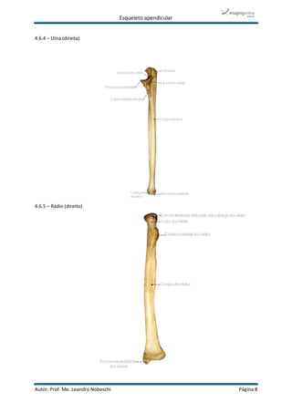 Esqueleto apendicular
Autor: Prof. Me. Leandro Nobeschi Página 8
4.6.4 – Ulna (direita)
4.6.5 – Rádio (direito)
 