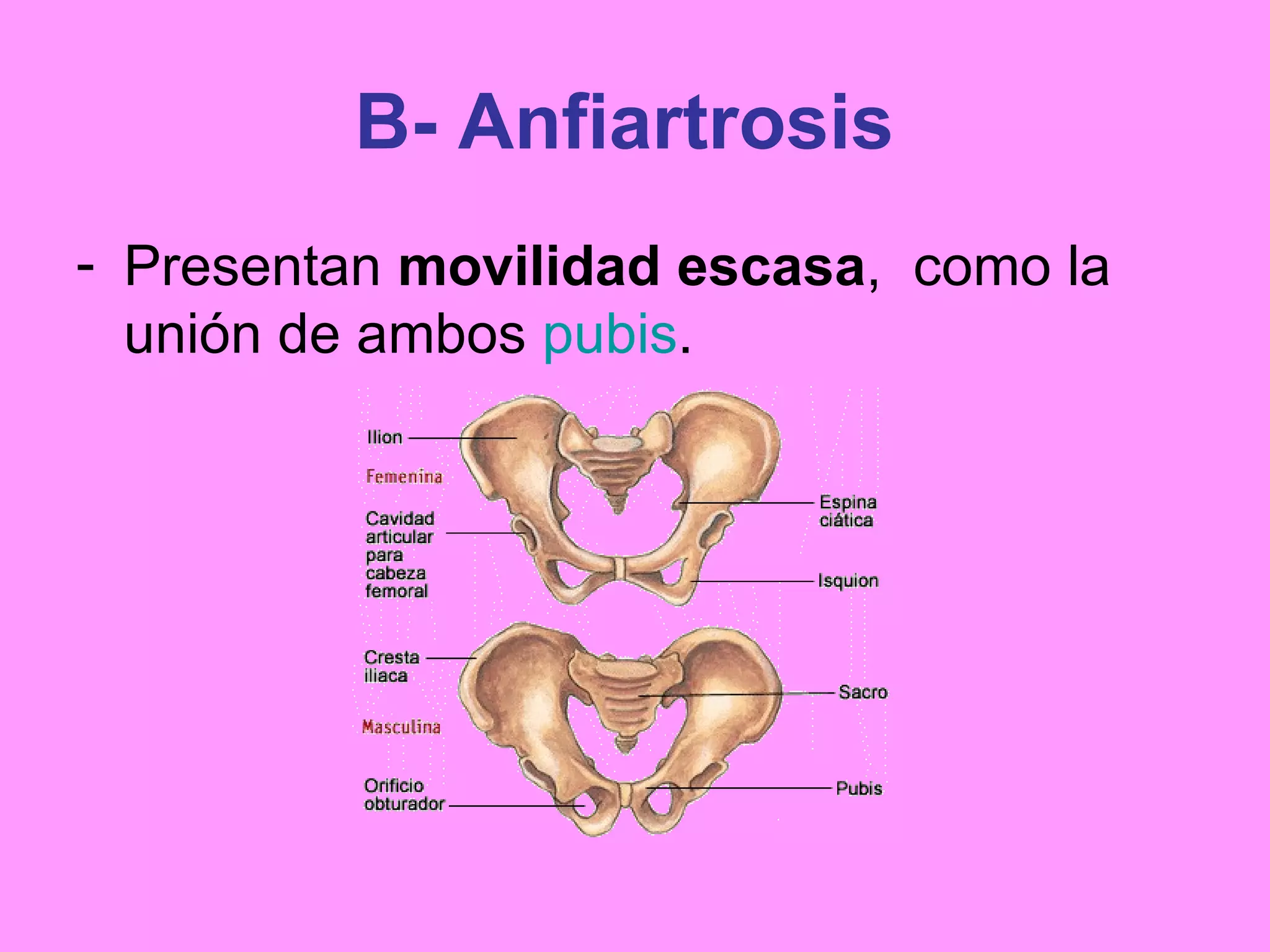 Esqueleto Articulaciones Y Huesos Ppt