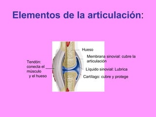 Esqueleto Articulaciones Y Huesos Ppt