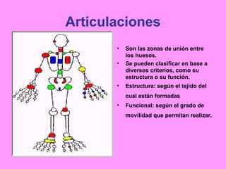 Esqueleto, Articulaciones Y Huesos