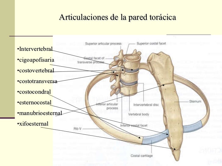 Esqueleto ToráCico