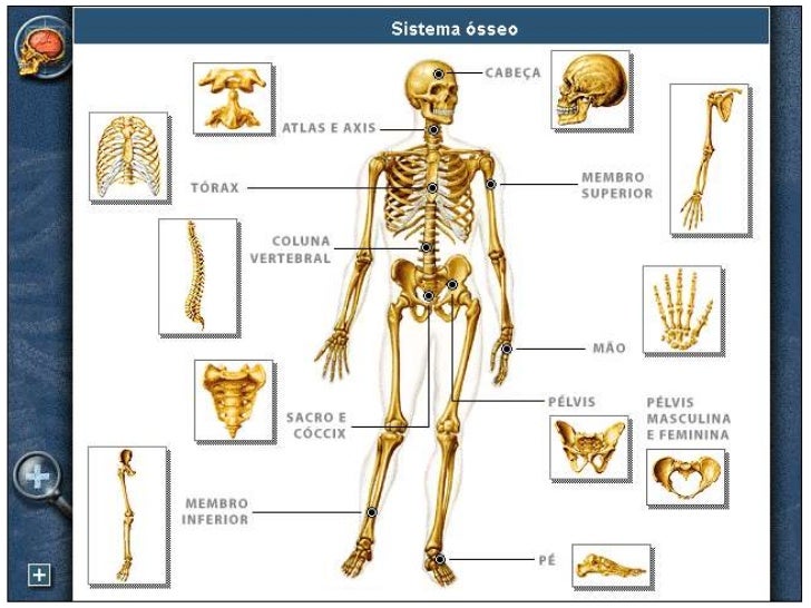 Esqueleto 1