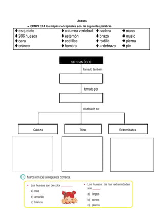 Anexos
 COMPLETA los mapas conceptuales con las siguientes palabras.
 esqueleto
 206 huesos
 cara
 cráneo
 columna vertebral
 esternón
 costillas
 hombro
 cadera
 brazo
 rodilla
 antebrazo
 mano
 muslo
 pierna
 pie
SISTEMA ÓSEO
llamado también
formado por
distribuido en:
Cabeza Tórax Extremidades
 