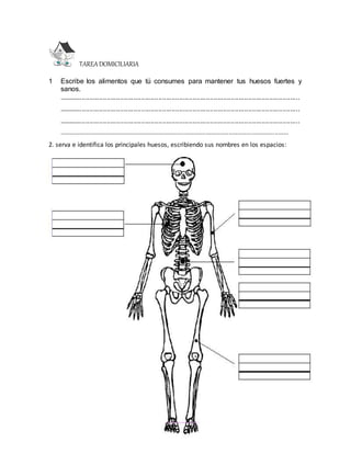 TAREADOMICILIARIA
1 Escribe los alimentos que tú consumes para mantener tus huesos fuertes y
sanos.
..............................................................................................................................
..............................................................................................................................
..............................................................................................................................
...................................................................................................................................
2. serva e identifica los principales huesos, escribiendo sus nombres en los espacios:
 