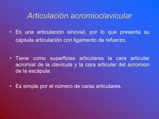 Articulación acromioclavicular
• Es una articulación sinovial, por lo que presenta su
cápsula articulación con ligamento de refuerzo.
• Tiene como superficies articulares la cara articular
acromial de la clavícula y la cara articular del acromion
de la escápula.
• Es simple por el número de caras articulares.
 