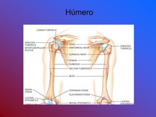 Húmero
 