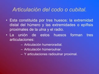 Articulación del codo o cubital.
• Esta constituida por tres huesos: la extremidad
distal del húmero y las extremidades o epífisis
proximales de la ulna y el radio.
• La unión de estos huesos forman tres
articulaciones:
– Articulación humeroradial.
– Articulación húmeroulnar.
– Y articulaciones radioulnar proximal.
 