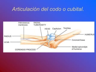 Articulación del codo o cubital.
 