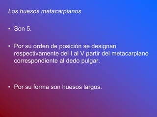Los huesos metacarpianos
• Son 5.
• Por su orden de posición se designan
respectivamente del I al V partir del metacarpiano
correspondiente al dedo pulgar.
• Por su forma son huesos largos.
 