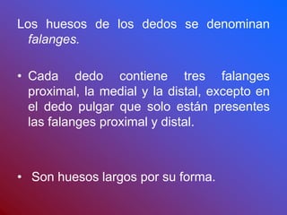 Los huesos de los dedos se denominan
falanges.
• Cada dedo contiene tres falanges
proximal, la medial y la distal, excepto en
el dedo pulgar que solo están presentes
las falanges proximal y distal.
• Son huesos largos por su forma.
 
