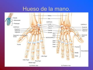 Hueso de la mano.
 