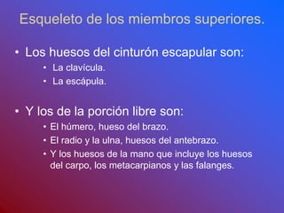 Esqueleto de los miembros superiores.
• Los huesos del cinturón escapular son:
• La clavícula.
• La escápula.
• Y los de la porción libre son:
• El húmero, hueso del brazo.
• El radio y la ulna, huesos del antebrazo.
• Y los huesos de la mano que incluye los huesos
del carpo, los metacarpianos y las falanges.
 