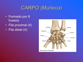 CARPO (Muñeca)
• Formado por 8
huesos
• Fila proximal (4)
• Fila distal (4)
 