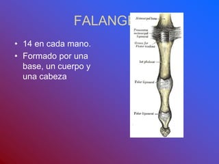 FALANGES
• 14 en cada mano.
• Formado por una
base, un cuerpo y
una cabeza
 