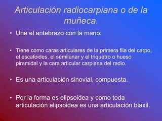 Articulación radiocarpiana o de la
muñeca.
• Une el antebrazo con la mano.
• Tiene como caras articulares de la primera fila del carpo,
el escafoides, el semilunar y el triquetro o hueso
piramidal y la cara articular carpiana del radio.
• Es una articulación sinovial, compuesta.
• Por la forma es elipsoidea y como toda
articulación elipsoidea es una articulación biaxil.
 