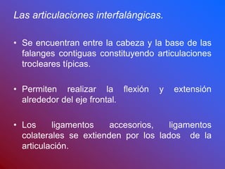 Las articulaciones interfalángicas.
• Se encuentran entre la cabeza y la base de las
falanges contiguas constituyendo articulaciones
trocleares típicas.
• Permiten realizar la flexión y extensión
alrededor del eje frontal.
• Los ligamentos accesorios, ligamentos
colaterales se extienden por los lados de la
articulación.
 