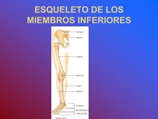 ESQUELETO DE LOS
MIEMBROS INFERIORES
 
