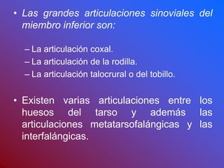 • Las grandes articulaciones sinoviales del
miembro inferior son:
– La articulación coxal.
– La articulación de la rodilla.
– La articulación talocrural o del tobillo.
• Existen varias articulaciones entre los
huesos del tarso y además las
articulaciones metatarsofalángicas y las
interfalángicas.
 