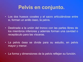Pelvis en conjunto.
• Los dos huesos coxales y el sacro articulándose entre
si, forman un anillo óseo, la pelvis.
• Destinada a la unión del tronco con las partes libres de
los miembros inferiores y además forman una cavidad o
receptáculo para las vísceras.
• La pelvis ósea se divide para su estudio, en pelvis
mayor y menor.
• La forma y dimensiones de la pelvis reflejan su función.
 