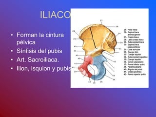 ILIACO O COXAL
• Forman la cintura
pélvica
• Sínfisis del pubis
• Art. Sacroiliaca.
• Ilion, isquion y pubis.
 