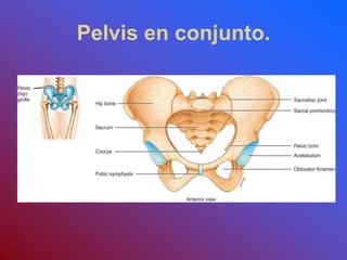 Pelvis en conjunto.
 