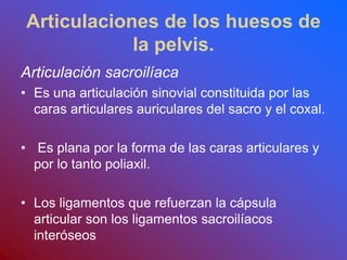 Articulaciones de los huesos de
la pelvis.
Articulación sacroilíaca
• Es una articulación sinovial constituida por las
caras articulares auriculares del sacro y el coxal.
• Es plana por la forma de las caras articulares y
por lo tanto poliaxil.
• Los ligamentos que refuerzan la cápsula
articular son los ligamentos sacroilíacos
interóseos
 