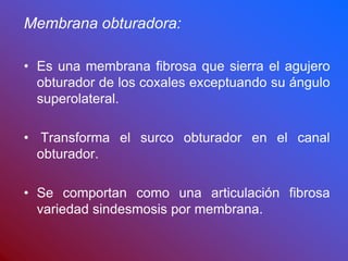 Membrana obturadora:
• Es una membrana fibrosa que sierra el agujero
obturador de los coxales exceptuando su ángulo
superolateral.
• Transforma el surco obturador en el canal
obturador.
• Se comportan como una articulación fibrosa
variedad sindesmosis por membrana.
 