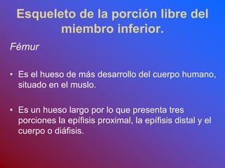Esqueleto de la porción libre del
miembro inferior.
Fémur
• Es el hueso de más desarrollo del cuerpo humano,
situado en el muslo.
• Es un hueso largo por lo que presenta tres
porciones la epífisis proximal, la epífisis distal y el
cuerpo o diáfisis.
 