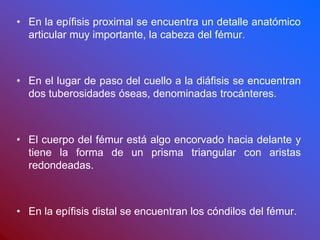 • En la epífisis proximal se encuentra un detalle anatómico
articular muy importante, la cabeza del fémur.
• En el lugar de paso del cuello a la diáfisis se encuentran
dos tuberosidades óseas, denominadas trocánteres.
• El cuerpo del fémur está algo encorvado hacia delante y
tiene la forma de un prisma triangular con aristas
redondeadas.
• En la epífisis distal se encuentran los cóndilos del fémur.
 