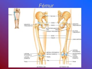 Fémur
 