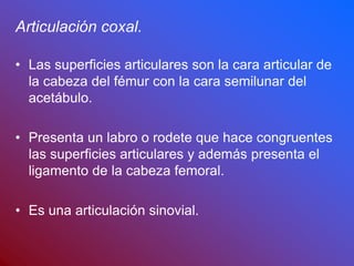 Articulación coxal.
• Las superficies articulares son la cara articular de
la cabeza del fémur con la cara semilunar del
acetábulo.
• Presenta un labro o rodete que hace congruentes
las superficies articulares y además presenta el
ligamento de la cabeza femoral.
• Es una articulación sinovial.
 