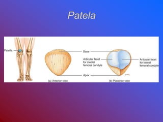 Patela
 