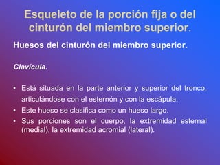 Esqueleto de la porción fija o del
cinturón del miembro superior.
Huesos del cinturón del miembro superior.
Clavícula.
• Está situada en la parte anterior y superior del tronco,
articulándose con el esternón y con la escápula.
• Este hueso se clasifica como un hueso largo.
• Sus porciones son el cuerpo, la extremidad esternal
(medial), la extremidad acromial (lateral).
 