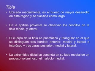 Tibia
• Ubicada medialmente, es el hueso de mayor desarrollo
en esta región y se clasifica como largo.
• En la epífisis proximal se observan los cóndilos de la
tibia medial y lateral.
• El cuerpo de la tibia es prismático y triangular en el que
se distinguen tres bordes: anterior, medial y lateral o
interóseo y tres caras posterior, medial y lateral.
• La extremidad distal se continúa en su lado medial en un
proceso voluminoso, el maleolo medial.
 