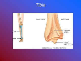 Tibia
 
