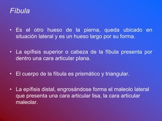 Fíbula
• Es el otro hueso de la pierna, queda ubicado en
situación lateral y es un hueso largo por su forma.
• La epífisis superior o cabeza de la fíbula presenta por
dentro una cara articular plana.
• El cuerpo de la fíbula es prismático y triangular.
• La epífisis distal, engrosándose forma el maleolo lateral
que presenta una cara articular lisa, la cara articular
maleolar.
 