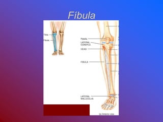 Fíbula
 