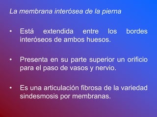 La membrana interósea de la pierna
• Está extendida entre los bordes
interóseos de ambos huesos.
• Presenta en su parte superior un orificio
para el paso de vasos y nervio.
• Es una articulación fibrosa de la variedad
sindesmosis por membranas.
 