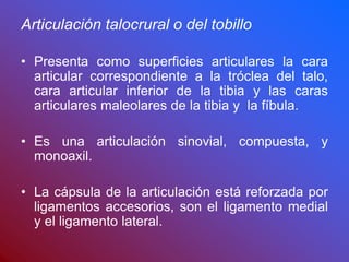 Articulación talocrural o del tobillo
• Presenta como superficies articulares la cara
articular correspondiente a la tróclea del talo,
cara articular inferior de la tibia y las caras
articulares maleolares de la tibia y la fíbula.
• Es una articulación sinovial, compuesta, y
monoaxil.
• La cápsula de la articulación está reforzada por
ligamentos accesorios, son el ligamento medial
y el ligamento lateral.
 