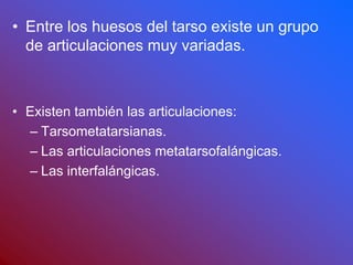• Entre los huesos del tarso existe un grupo
de articulaciones muy variadas.
• Existen también las articulaciones:
– Tarsometatarsianas.
– Las articulaciones metatarsofalángicas.
– Las interfalángicas.
 
