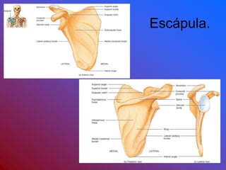 Escápula.
 